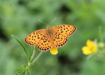 Бабочка перламутровка  (Argynninae)