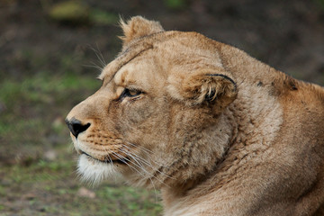 Barbary lioness 6645