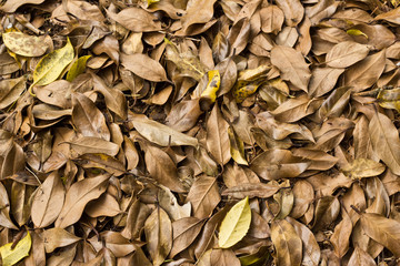 Pile of brown holy leaves