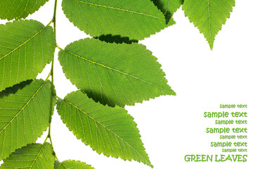 Green elm leaves isolated on white. Natural frame