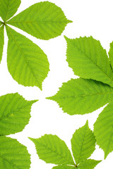 Chestnut leaves isolated on white