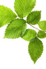 Naklejka na ściany i meble Green leaves isolated on white. Leaves border
