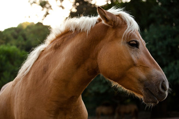 Obraz premium Cavallo