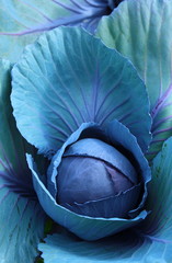 Rotkohl auf dem Acker