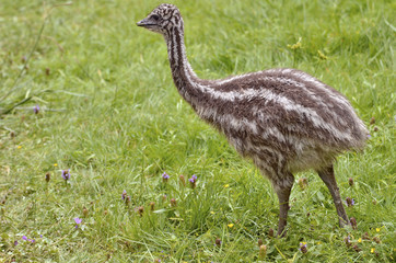 Young emu (Dromaius novaehollandiae) on grass