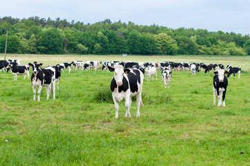 herd of cows on the pasture