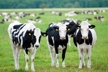 Crédence de cuisine en verre imprimé Vache troupeau de vaches au pâturage