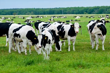 Stickers pour porte Vache troupeau de vaches au pâturage