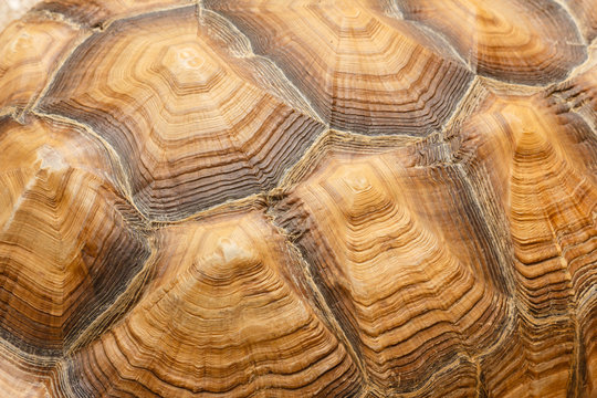 R&uuml;ckenpanzer einer Schildkr&ouml;te