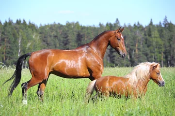 Foto op Canvas horse and pony © Mari_art