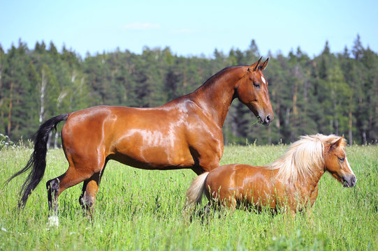 Fototapeta horse and pony