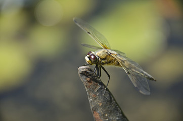 Vierfleck-Libelle, Libellula quadrimaculata.