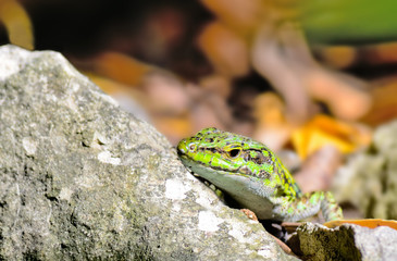 lizard and stone