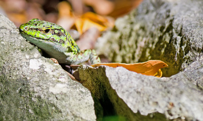 lizard on the rocks