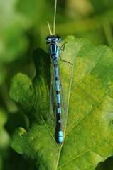 Enallagma cyatigerum (maschio)