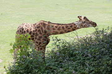 Feeding Giraffe