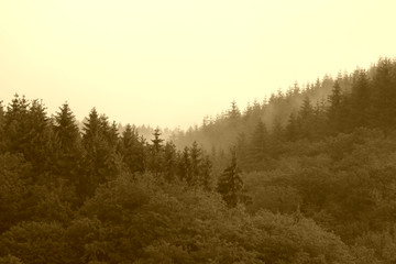 Fototapeta premium Naturlandschaft, Ardennen - Belgien