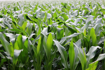 The green of corn
