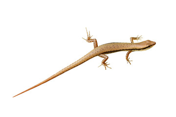 Naklejka premium Skink isolated on white background