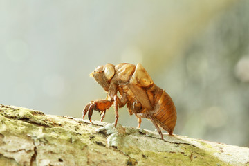 Cicada shell on the tree
