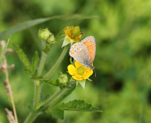 Obraz premium Бабочка бархатница (Satyridae)