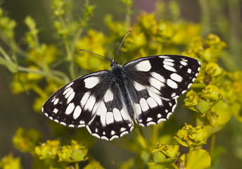 Marbled butterfly