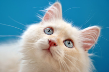 Weißes Katzen Kitten mit türkisenen Augen