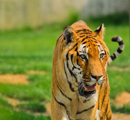 Tigre - (Panthera tigris)