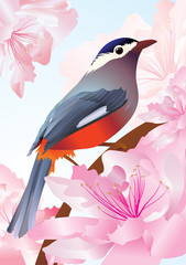 Fototapeta premium vector bird in spring flowers pink blossom