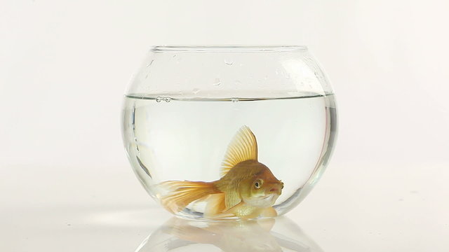 one goldfish swimming in little fish bowl