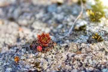 Joubarbe_Sempervivum.