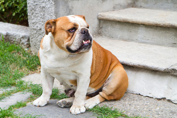 english bulldog