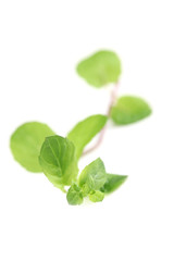 Fresh organic mint