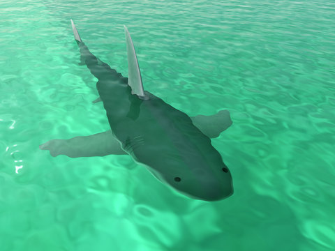 Shark in the water