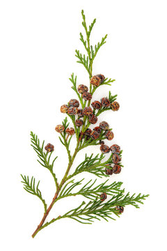 Cedar Leaves