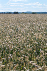 Rye field.