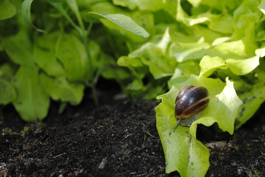 schnecke frisst salatblatt