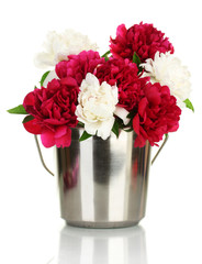beautiful pink and white peonies in bucket isolated on white
