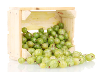 Green gooseberry in crate isolated on white