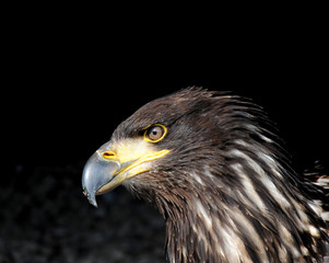 Steinadler