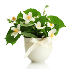 beautiful jasmine flowers in vase isolated on white