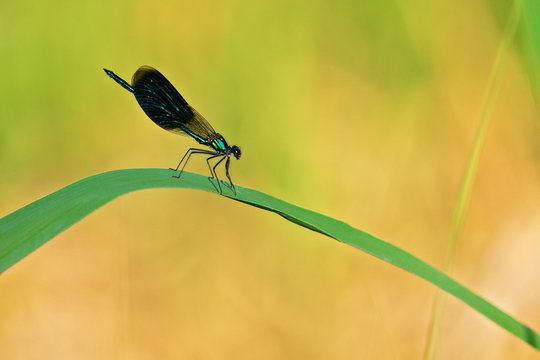 Libelle auf Schilfblatt