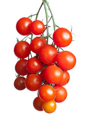 tomatoes branch