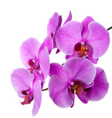 Naklejka na ściany i meble blooming orchid