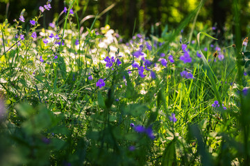 Полевые цветы