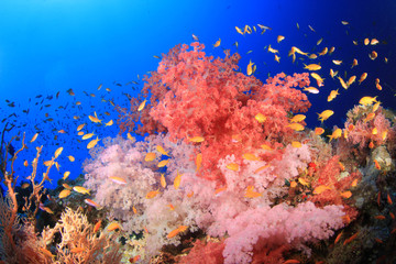 Naklejka na ściany i meble Piękne miękkie korale na rafie Morza Czerwonego