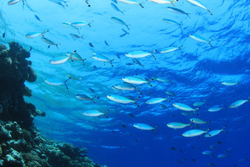 Fototapeta na wymiar Ryby na Underwater Niebieskim Tle