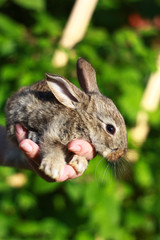 little rabbit in hands