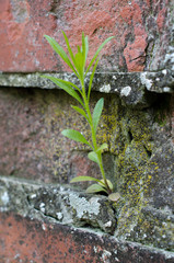 Mauerblume