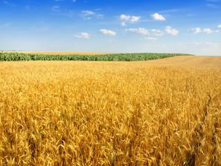 Wheat field against a blue sky